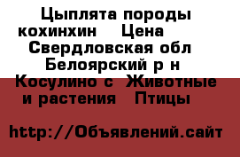 Цыплята породы кохинхин. › Цена ­ 300 - Свердловская обл., Белоярский р-н, Косулино с. Животные и растения » Птицы   